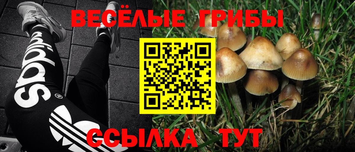 Выкса  Галлюциногенные грибы Psilocybe  Вход с VPN 